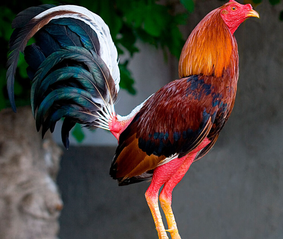 Fundamentos Esenciales en el Cuidado y Entrenamiento de Gallos de Combate
