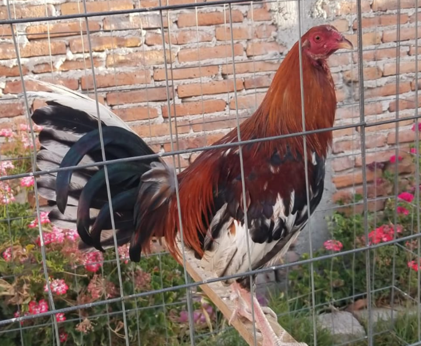 Gallos Finos Forman Parte Particular De Aves Domésticas 3