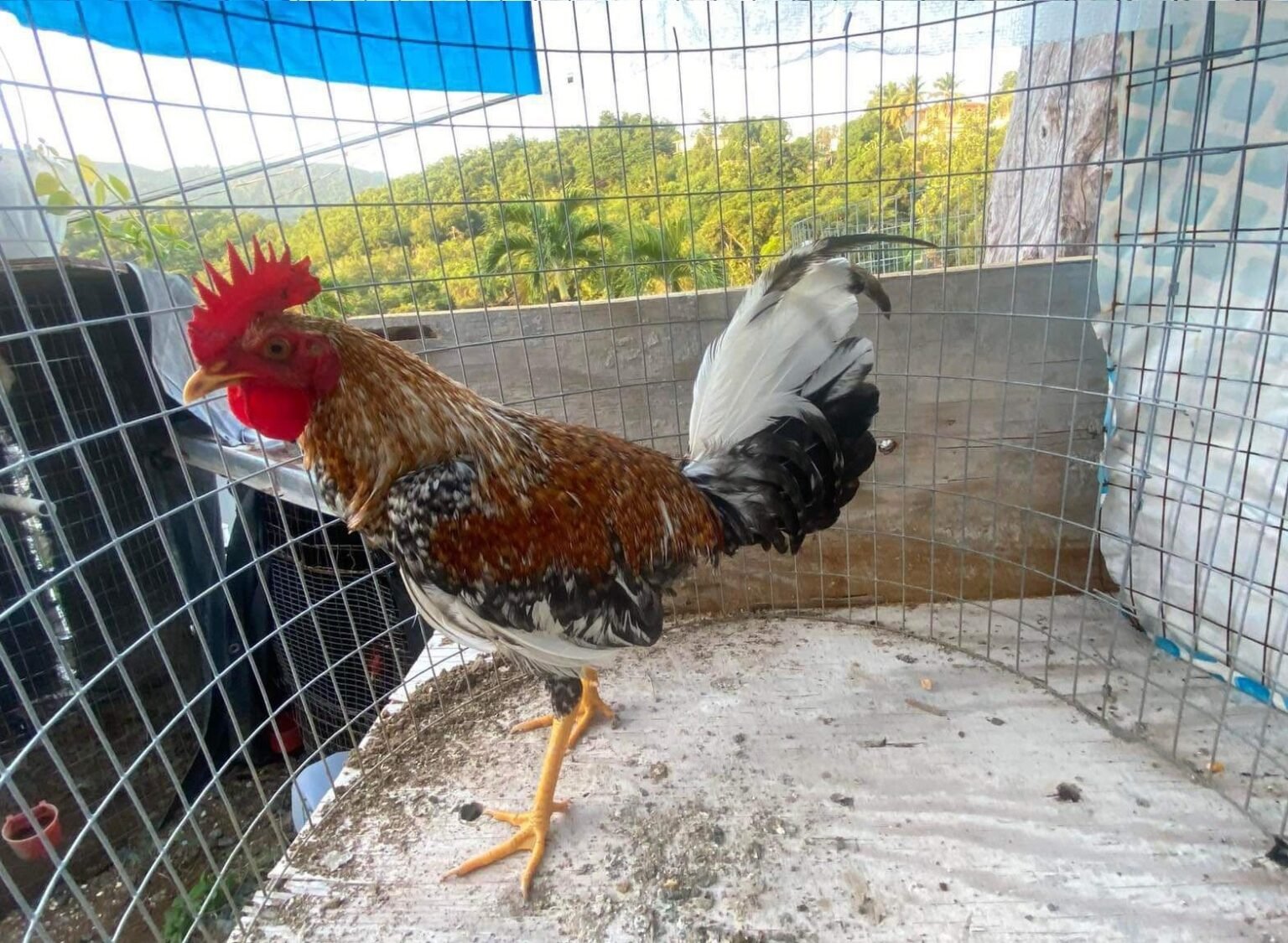 Gallos Finos Forman Parte Particular De Aves Domesticas