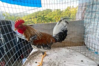Gallos Finos Forman Parte Particular De Aves Domesticas