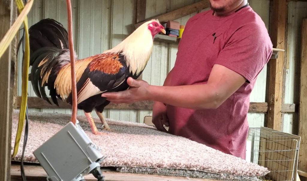 Gallos entrenando en un ambiente controlado, como un pequeño cuadrilátero con equipos de protección.