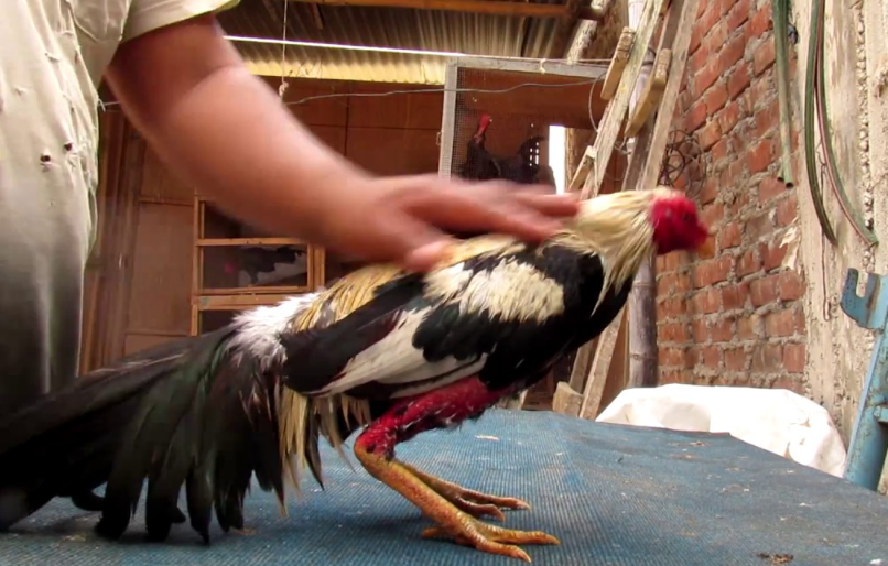 Un entrenador monitoreando el desempeño del gallo, haciendo anotaciones o ajustando la rutina