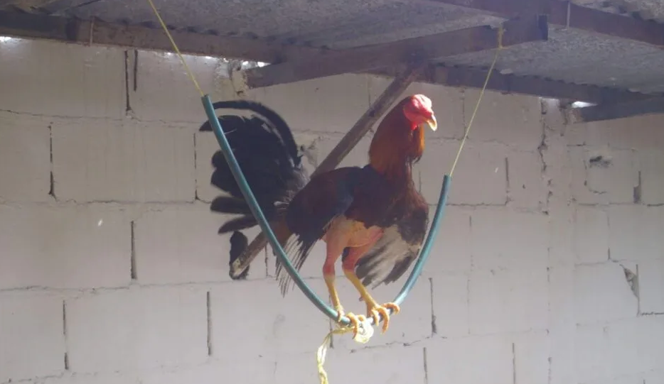 Un gallo en acción durante su rutina de ejercicios, como corriendo en una caminadora o realizando vuelo corto