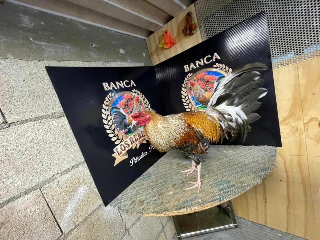 galeria de nuestras Ventas Banca Los Rebeldes04 n