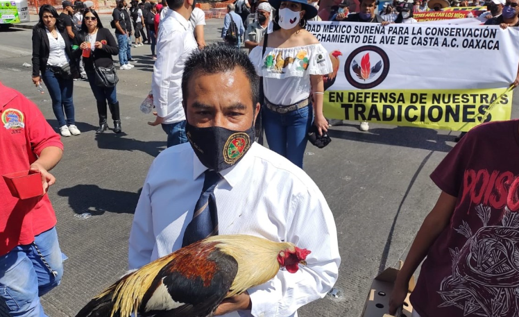 Controversia Peleas De Gallos Tradición Cultural Bajo Ataque 1
