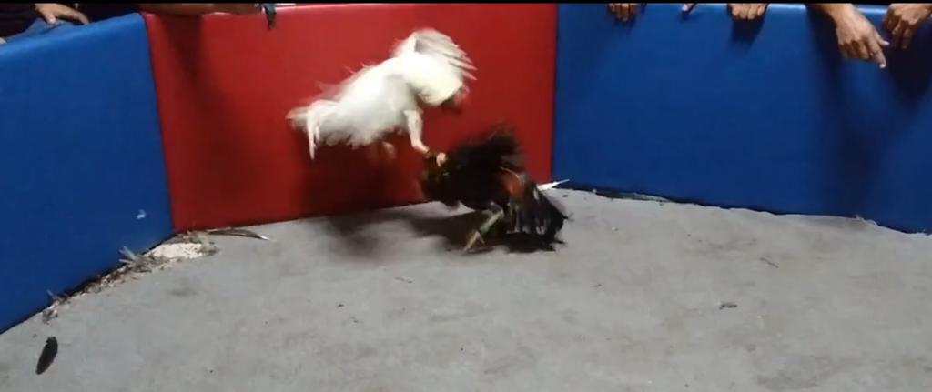 Botas De Gallos En Peñuelas Gallo Blanco Con Calidad 2