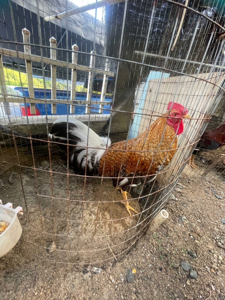 Proceso del Comienzo Descreste y Preparación de Gallos de Combate