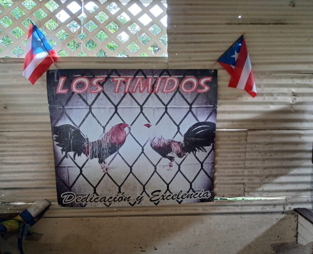 banca los timidos
