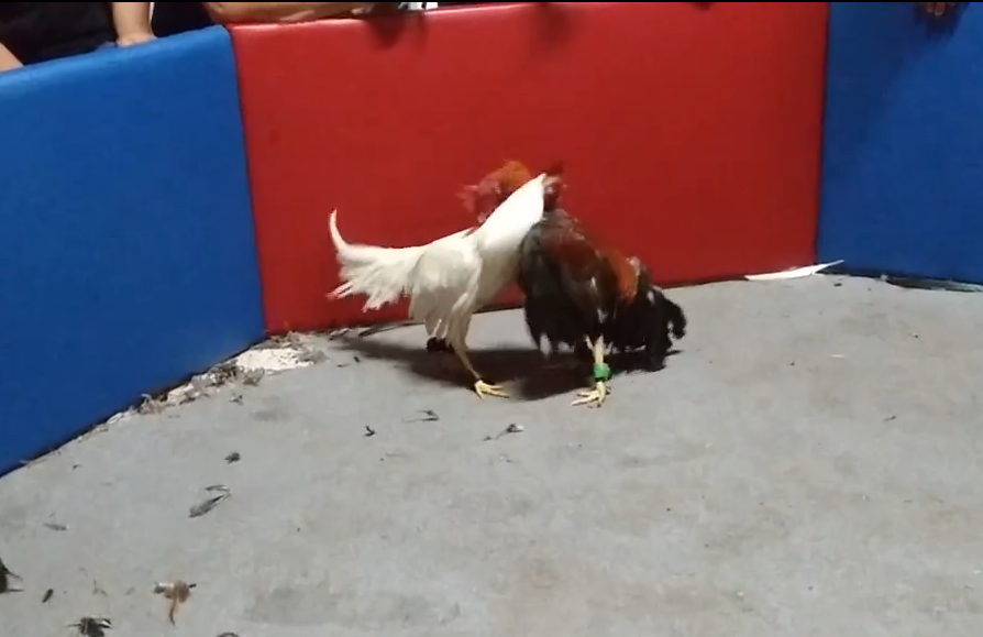 Botas De Gallos En Penuelas Gallo Blanco Con Calidad