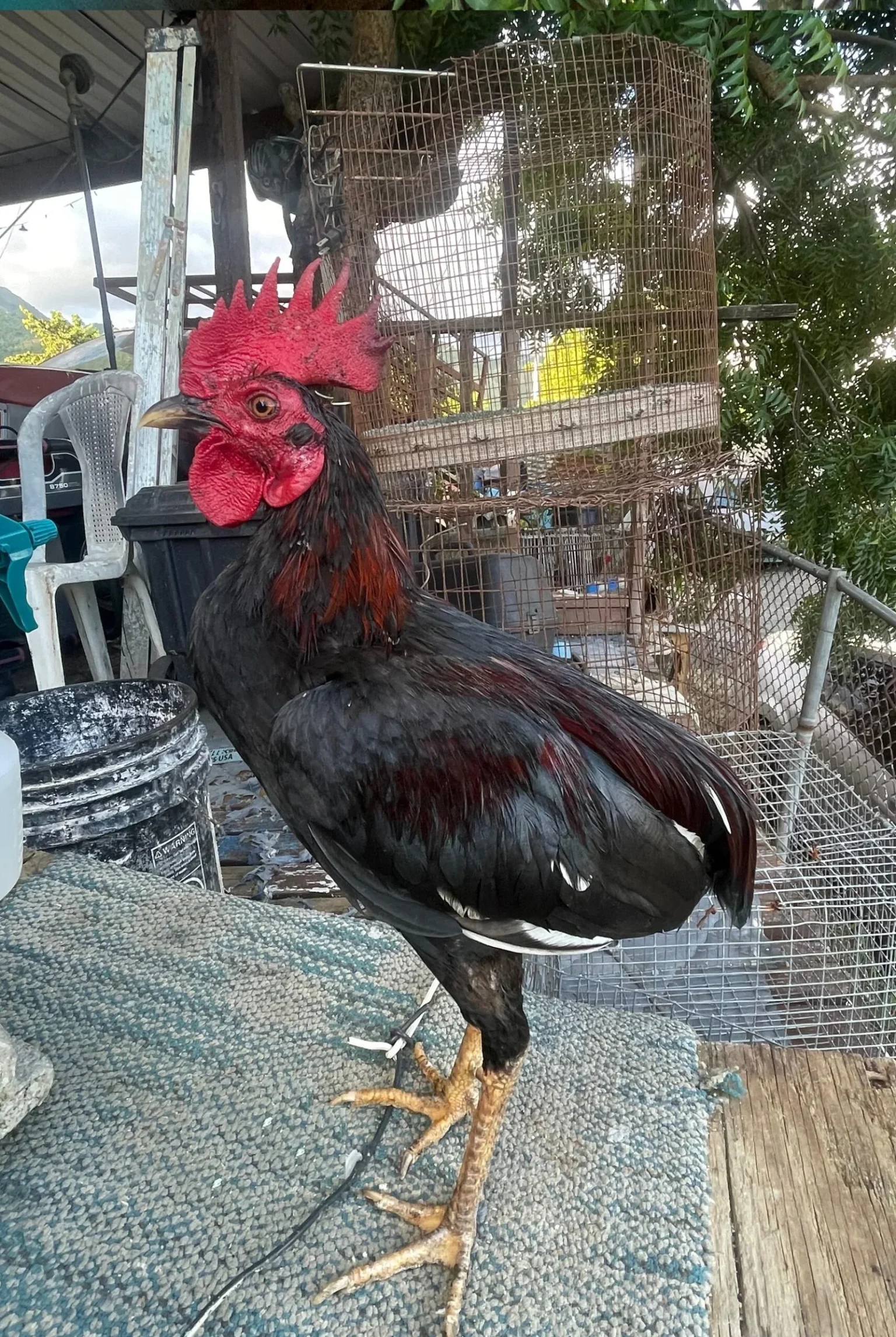 Botas de Pollos El De Agosto Bolo Negro