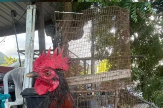 Botas de Pollos El De Agosto Bolo Negro