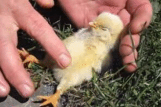 Como Poder Revivir Un Pollito Que Se Esta Muriendo x