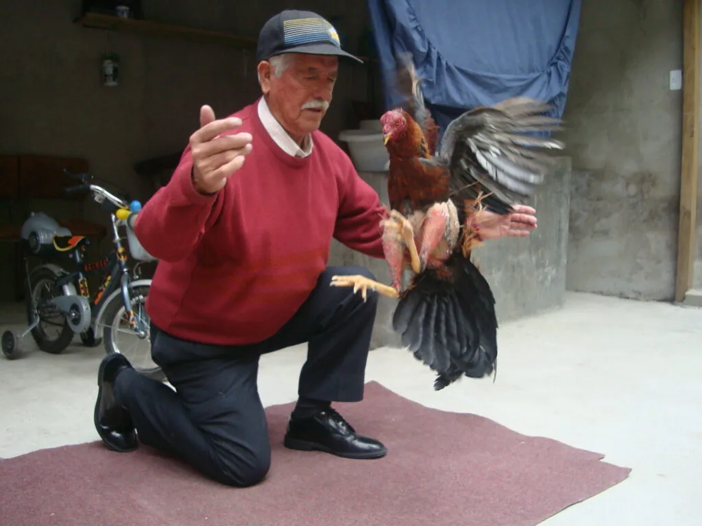 Cómo Preparar Un Gallo De Pelea Guía Completa Para El éxito