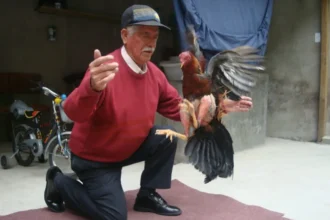 Cómo Preparar Un Gallo De Pelea Guía Completa Para El éxito