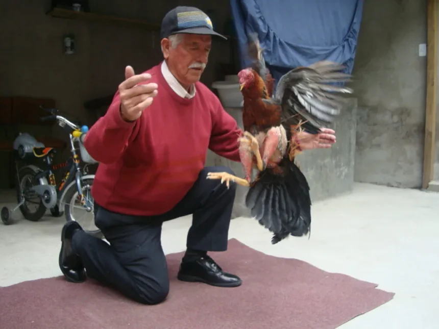 Cómo Preparar Un Gallo De Pelea Guía Completa Para El éxito