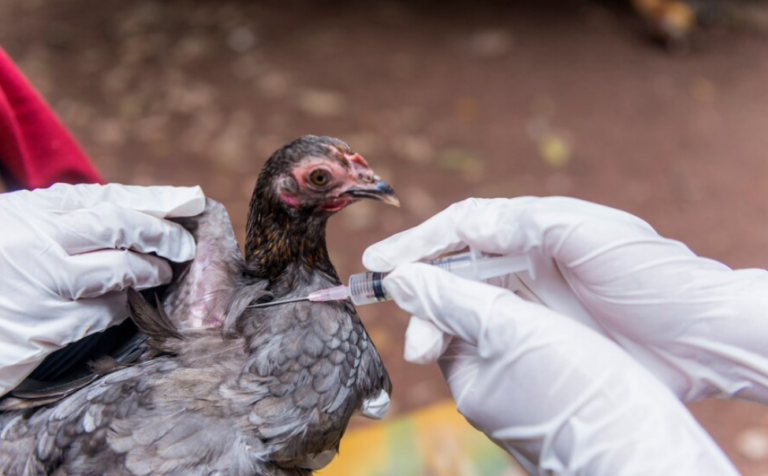 Como Prevenir El Estres En Gallos Durante El Cuido x