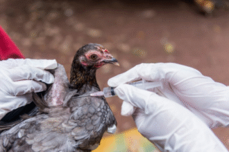 Como Prevenir El Estres En Gallos Durante El Cuido x