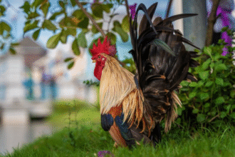 Como Puedo Identificar un Buen Gallo De Pelea x