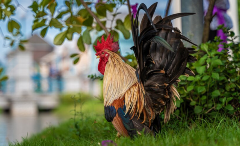 Como Puedo Identificar un Buen Gallo De Pelea x