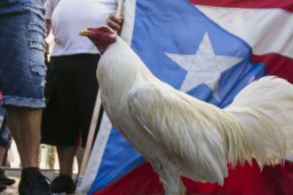 Controversia Peleas De Gallos Tradicion Cultural Bajo Ataque