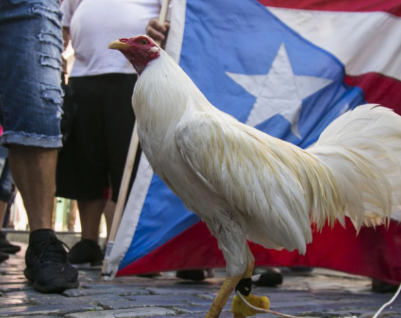 Controversia Peleas De Gallos Tradicion Cultural Bajo Ataque