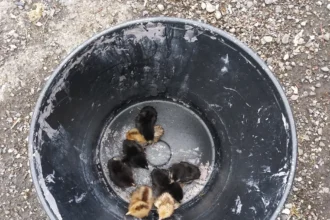Cruce Entre Una Gallina Melona Y Un Gallo Negro Los Resultados