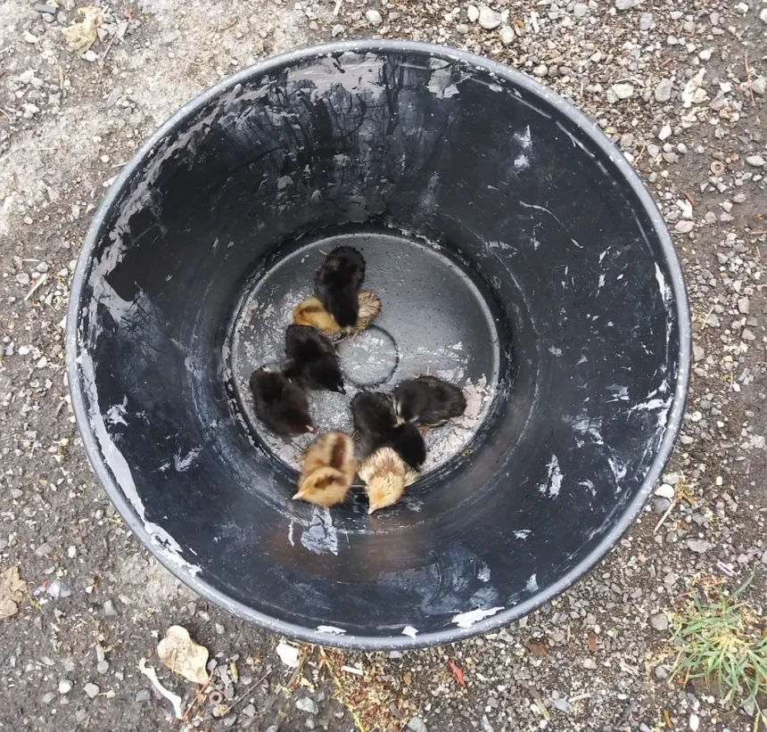Cruce Entre Una Gallina Melona Y Un Gallo Negro Los Resultados