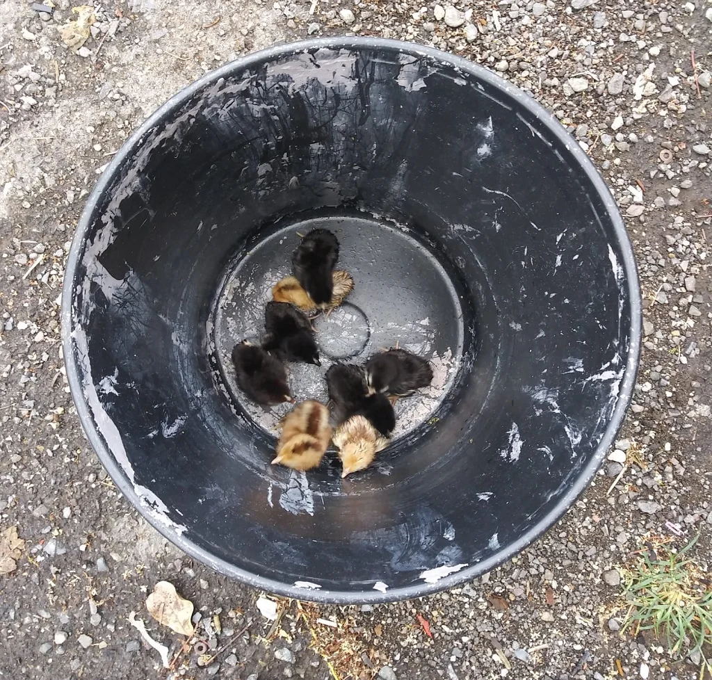 Cruce Entre Una Gallina Melona Y Un Gallo Negro Los Resultados