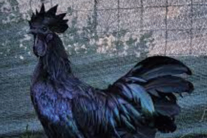 Cual es el gallo con el mayor valor en el mundo