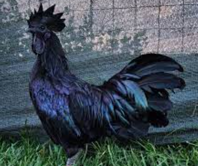 Cual es el gallo con el mayor valor en el mundo