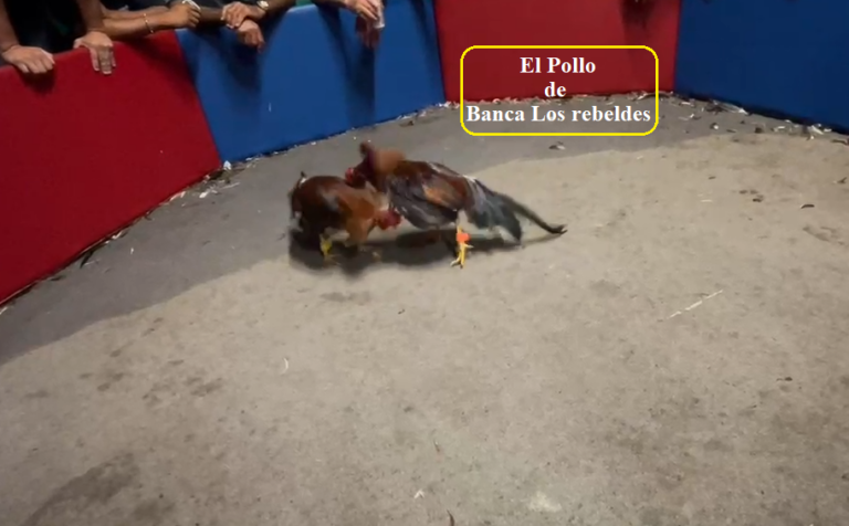 El Futuro De Nuestros Ejemplares Pollo De Banca Los Rebeldes x