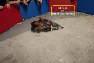 El Futuro De Nuestros Ejemplares Pollo De Banca Los Rebeldes x