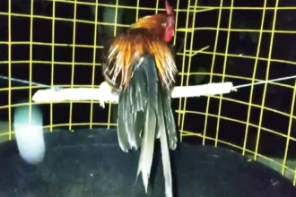 Entrenamiento De Gallos Tecnicas Estrategias Y Consejos