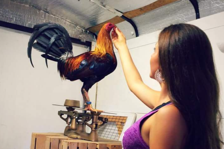 Fundamentos Esenciales En El Cuido Y Entrenamiento De Gallos x