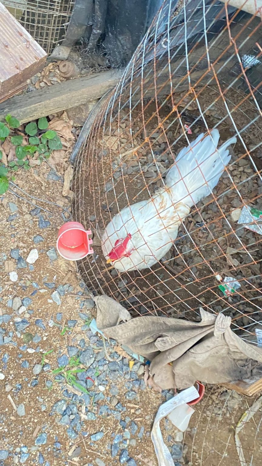La Pasion De La Galleria Y La Crianza De Gallos De Pelea x