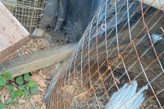 La Pasion De La Galleria Y La Crianza De Gallos De Pelea x