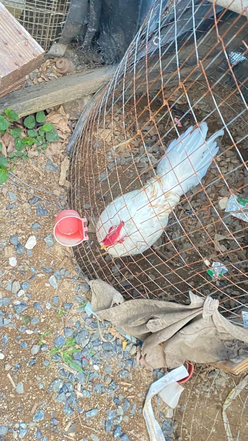 La Pasion De La Galleria Y La Crianza De Gallos De Pelea x