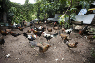 La crianza de gallos Es un Arte cuidar Estos Ejemplares x