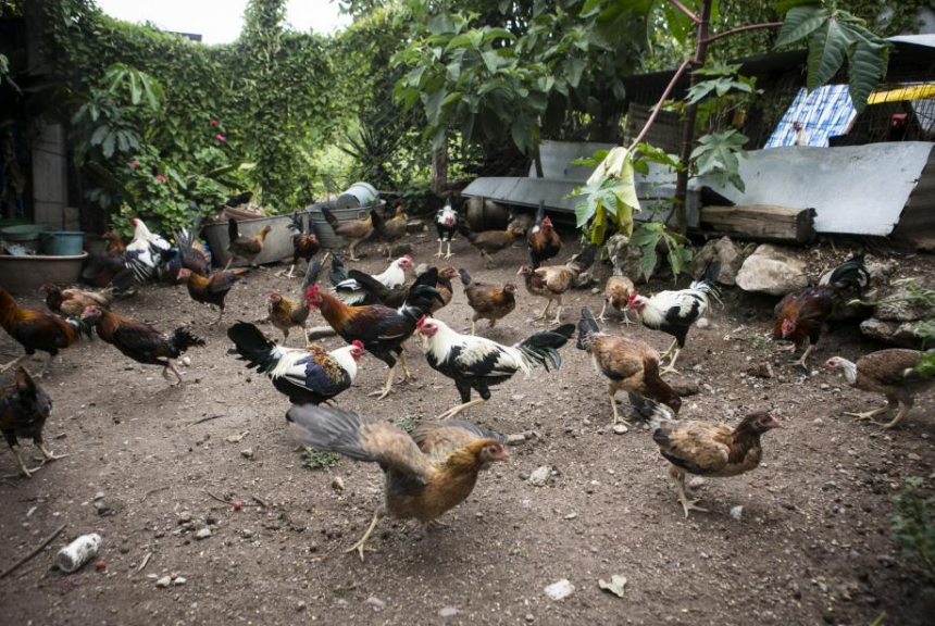 La crianza de gallos Es un Arte cuidar Estos Ejemplares x