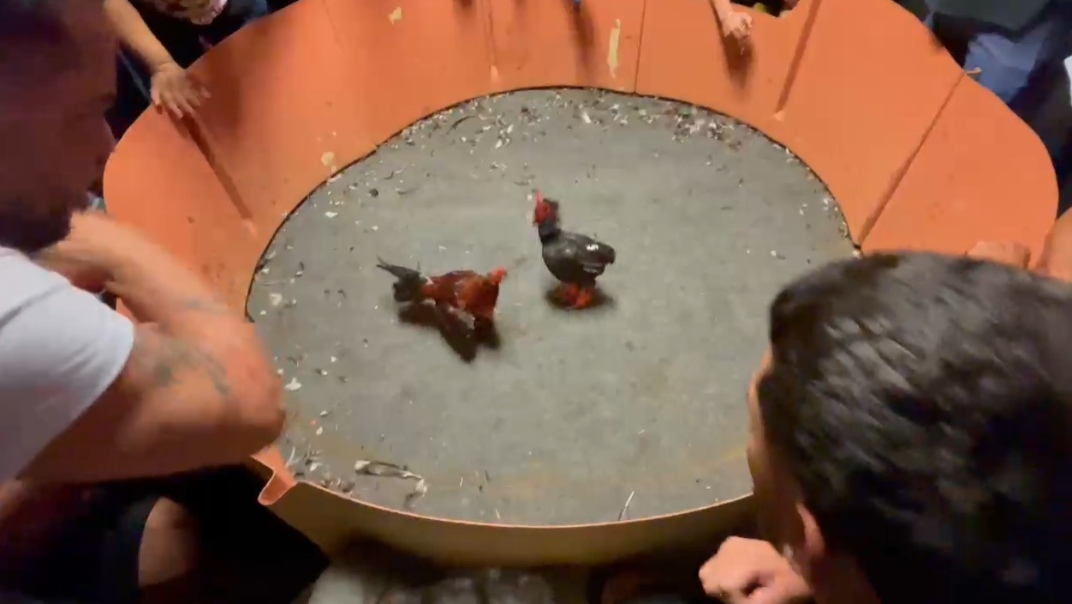 Prueba De Un Pollo En Unas Botas En Penuelas PR