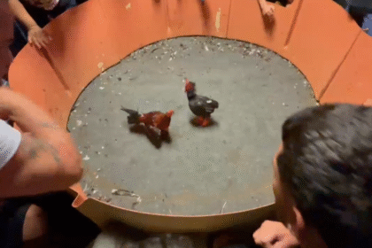 Prueba De Un Pollo En Unas Botas En Penuelas PR