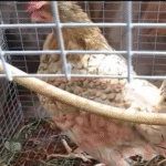 Como Curar una Gallina o Gallo de Raza Si eres dueño de aves de combate