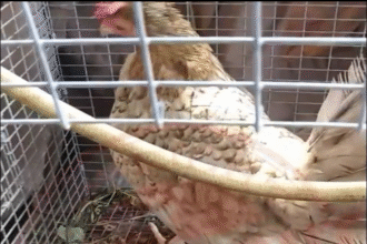 Como Curar una Gallina o Gallo de Raza Si eres dueño de aves de combate