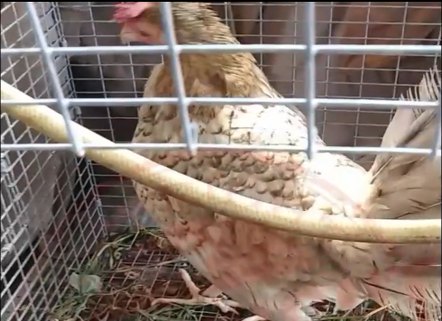 Como Curar una Gallina o Gallo de Raza Si eres dueño de aves de combate