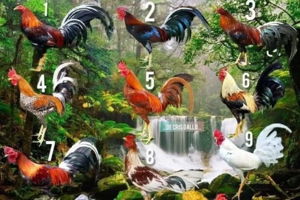 Cuál es tu pluma favorita