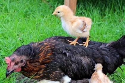 Cuántas Veces Pone Huevos En Un Año Una Gallina De Pelea