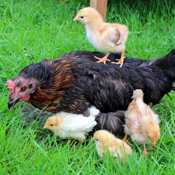 Cuántas Veces Pone Huevos En Un Año Una Gallina De Pelea